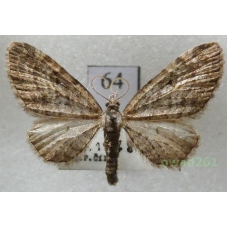Eupithecia lariciata (Freyer, 1841) Czech64